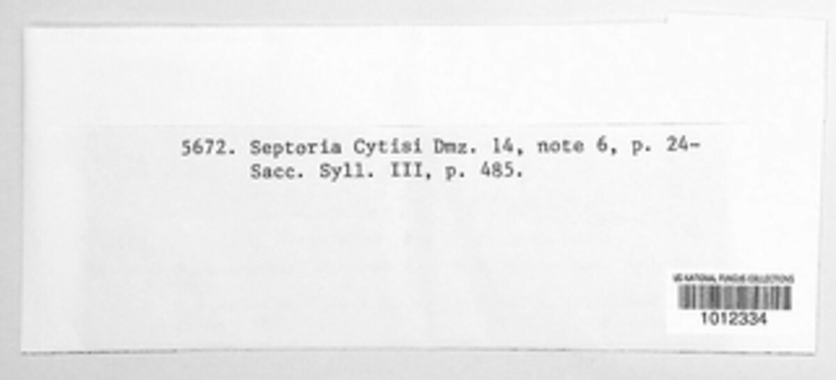 Septoria cytisi image